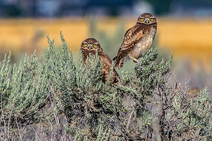 Burrowing owls keep watch in Fairfield Valley. Photo by Eric Peterson.
